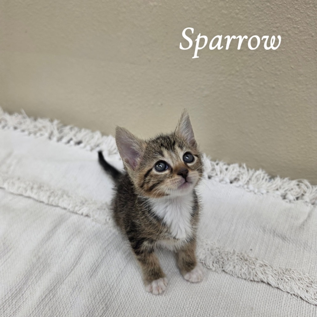 Sparrow
