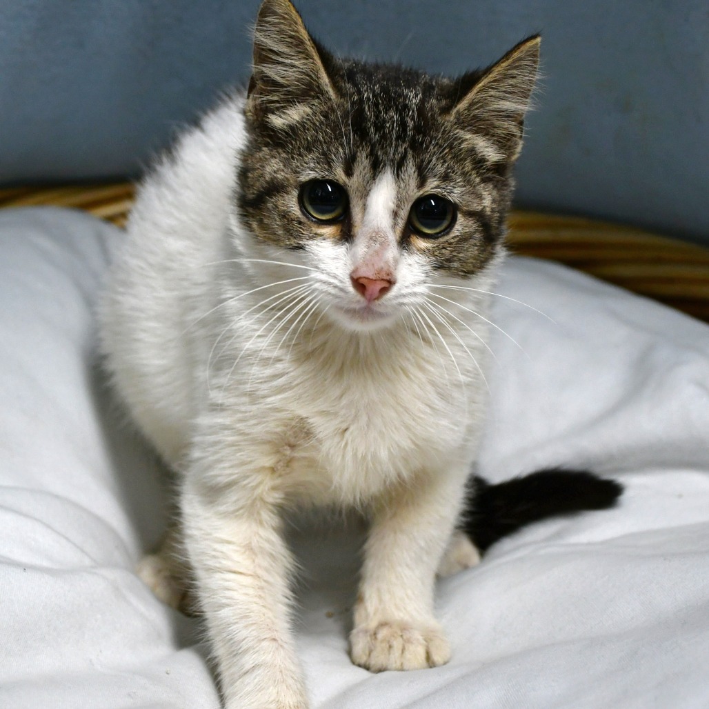 ELENA - Domestic Shorthair available for adoption