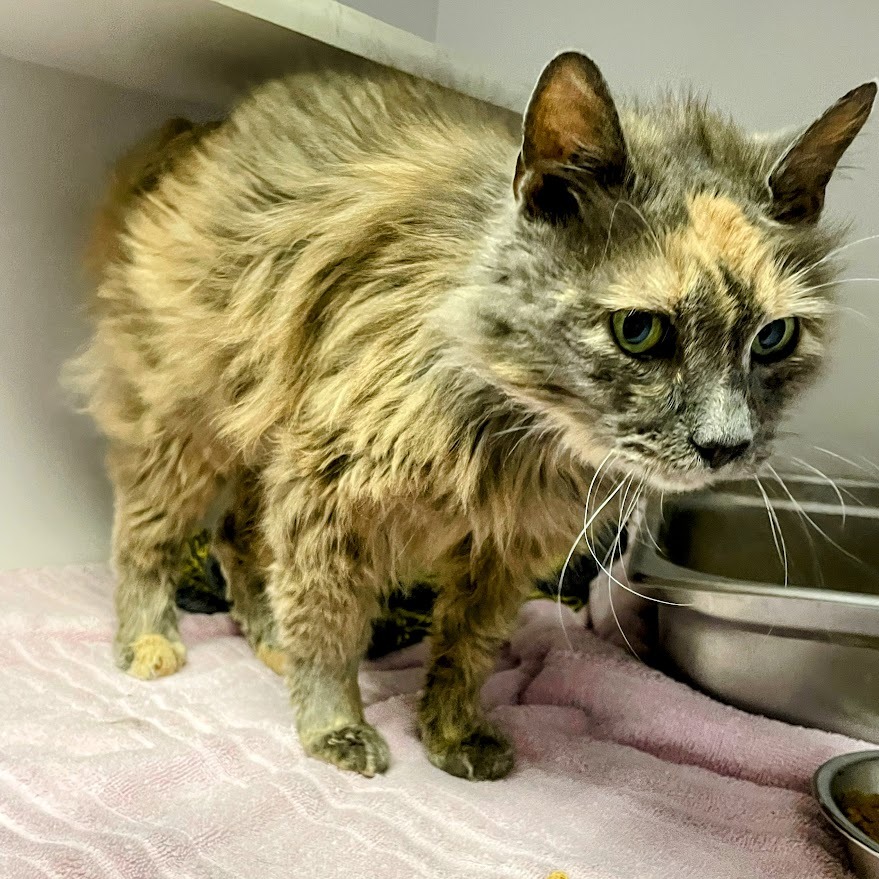 Tindra — thumbnail 5