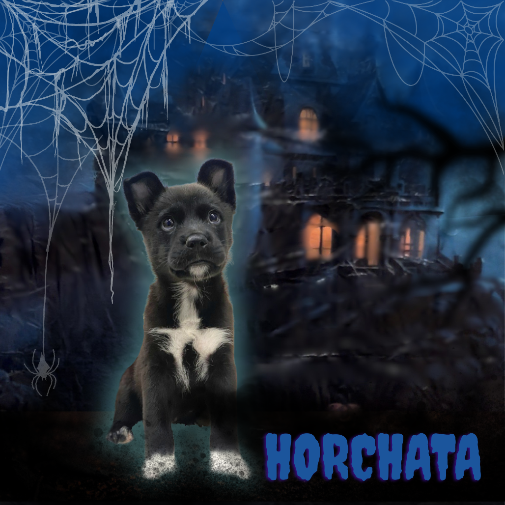 HORCHATA - Mixed Breed (Medium) available for adoption