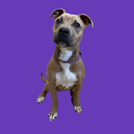 Tusc Stray 82224
