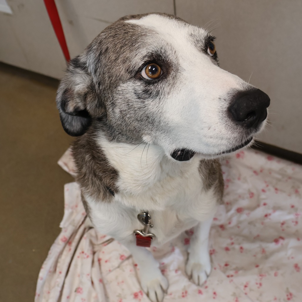 Pongo, photo 7
