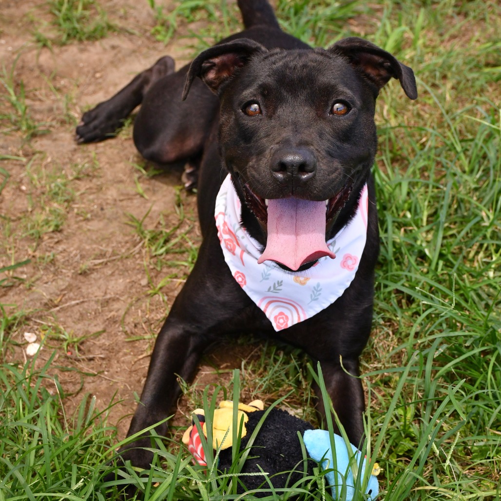 MARGOT - Terrier / Pit Bull for adoption in Beaumont