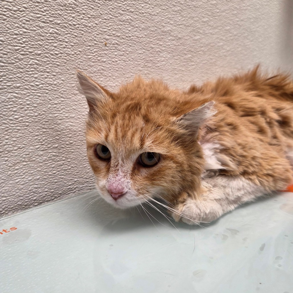 Dulce — thumbnail 4