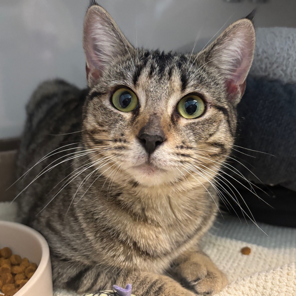 Primrose - Domestic Shorthair