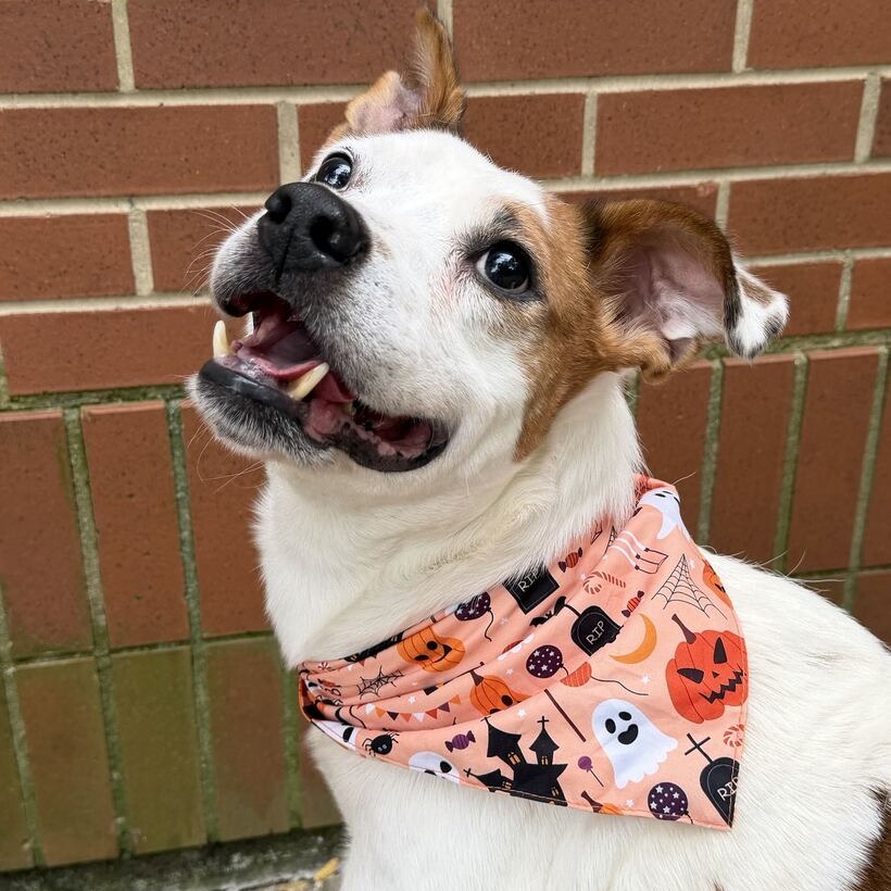HECTOR - Shepherd / Mixed Breed (Medium) for adoption in Dayton