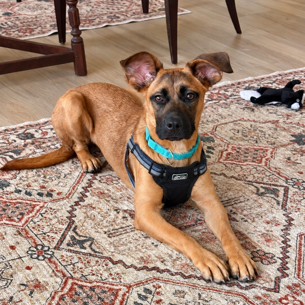 ROXY - Shepherd, Belgian Malinois / Mixed Breed (Medium) available for adoption