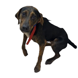 Tusc Stray 81385