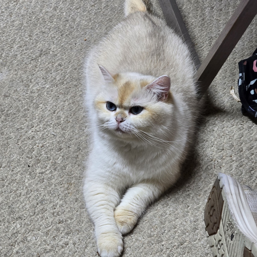 GIGI - Persian / Domestic Shorthair available for adoption