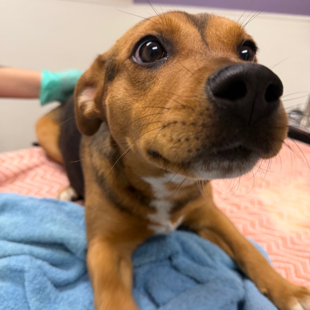 Santa Fe — thumbnail 4