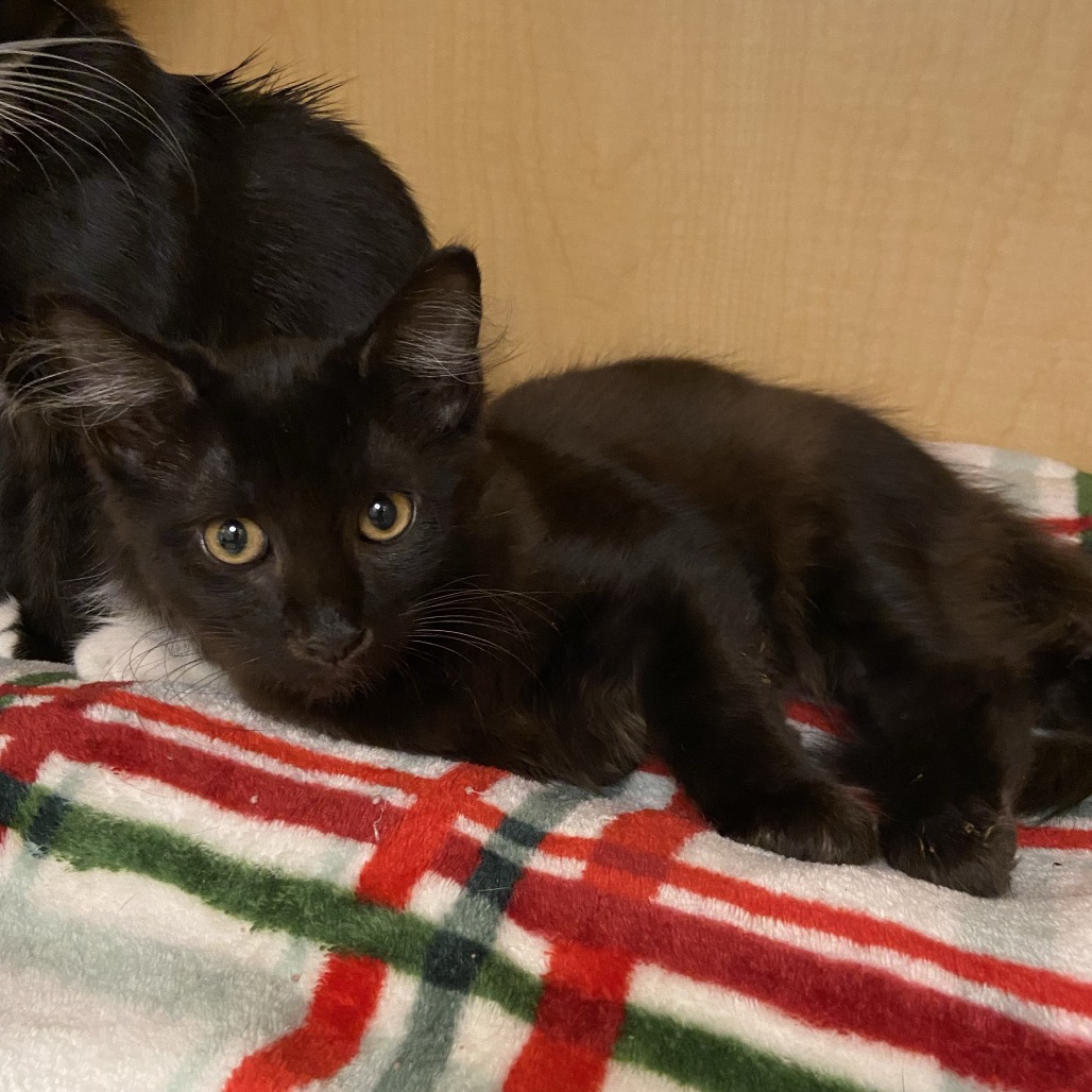 EMERALD - Domestic Longhair available for adoption