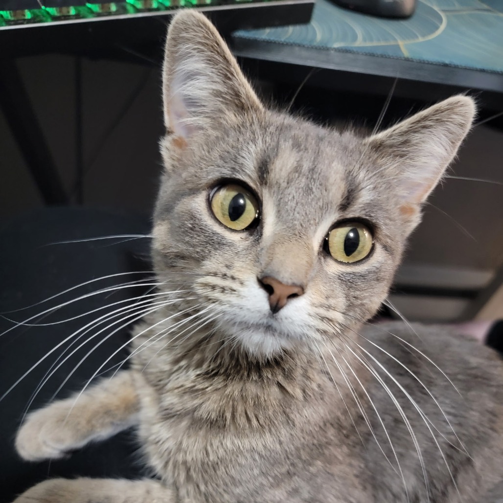 Feliciana--In Foster***ADOPTION PENDING***, photo 3