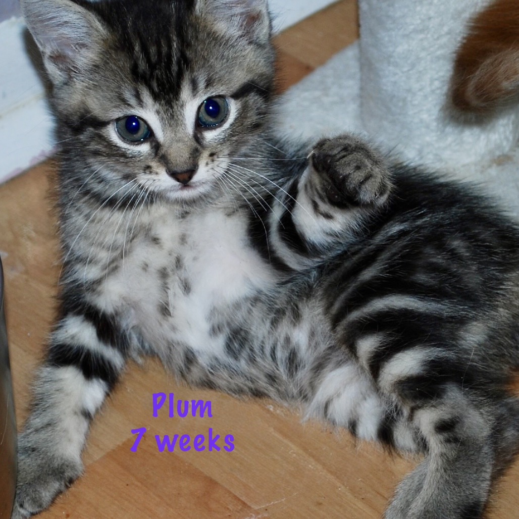 Plum, photo 4