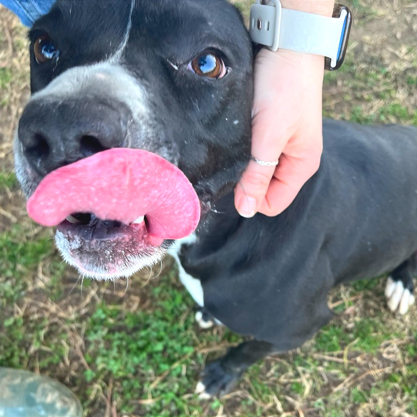 Honeybee — thumbnail 11