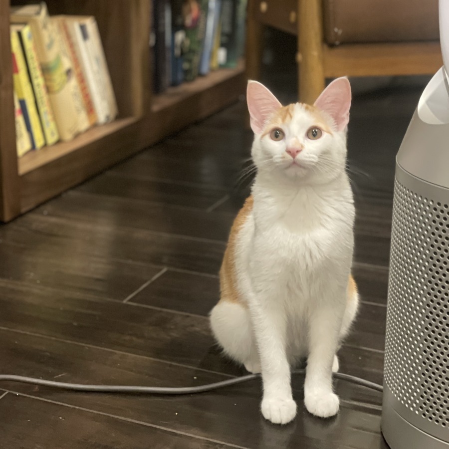 Manuela Sáenz - Domestic Shorthair