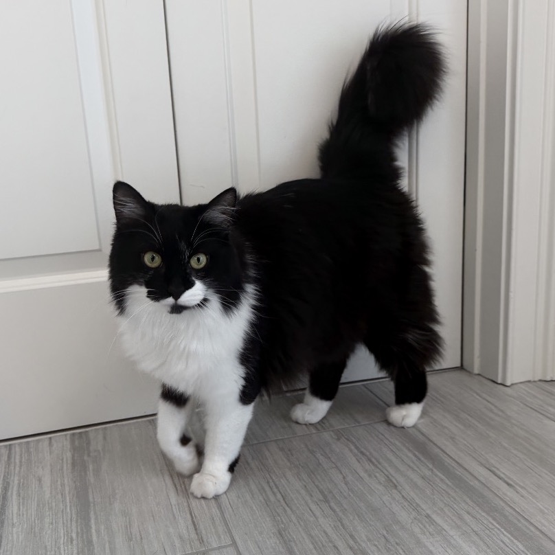 MARKIS - Domestic Medium Hair for adoption in Roswell