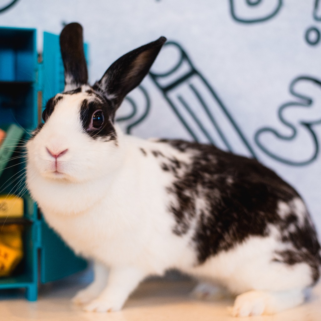 LONGHORN STEAKHOUSE - American available for adoption
