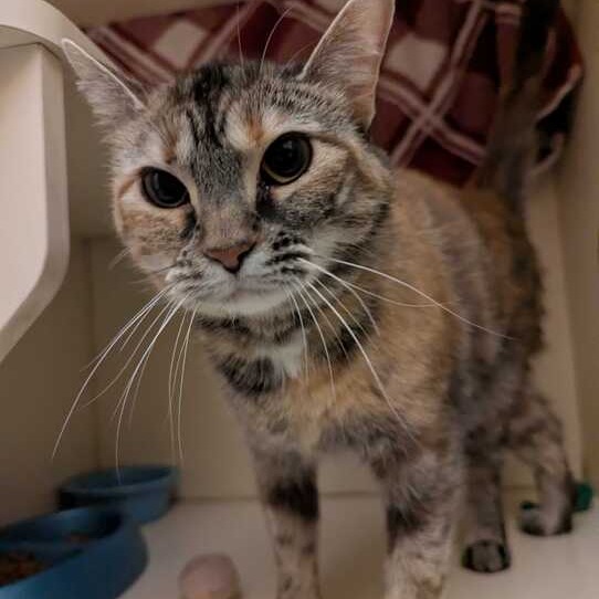 Felicity — thumbnail 5