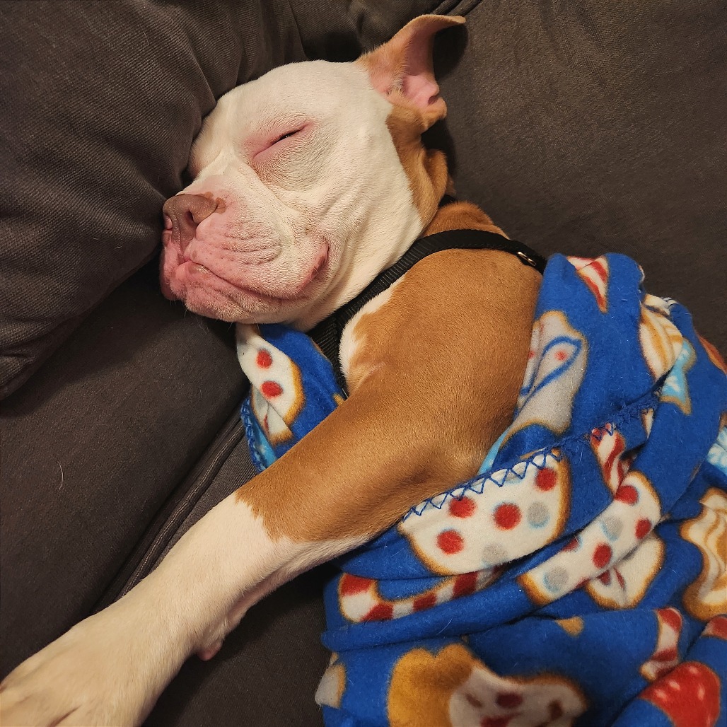 Beefy 5-Layer Burrito