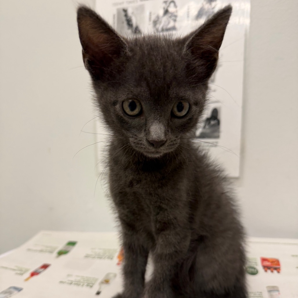 DUST BUNNY - Domestic Shorthair available for adoption