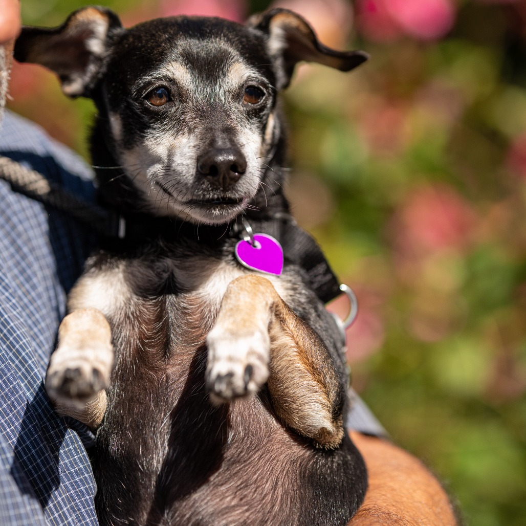 Animal namedHennessy