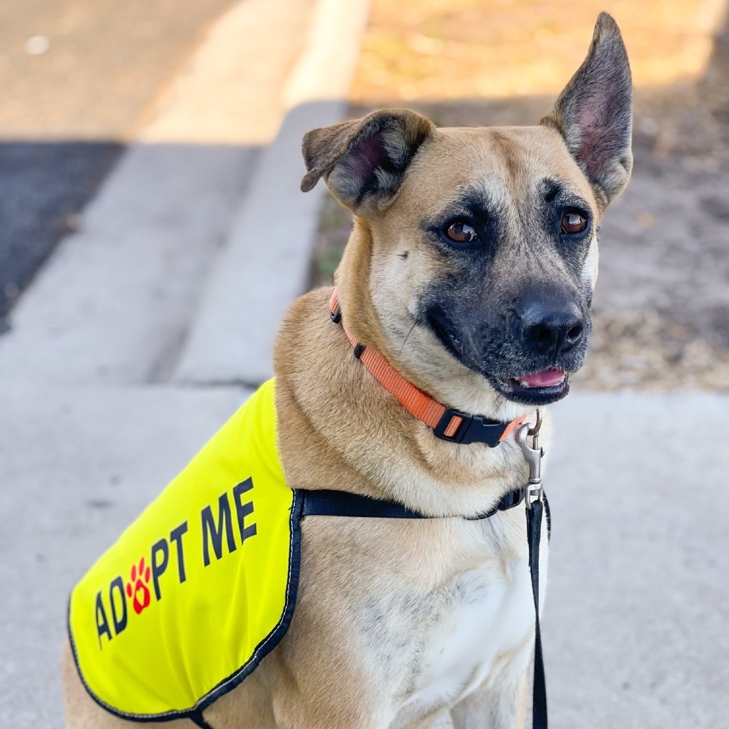 Chyna , available for adoption at PVAS