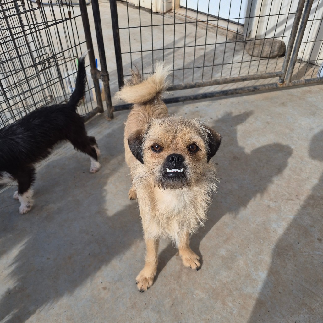 Albite — thumbnail 4