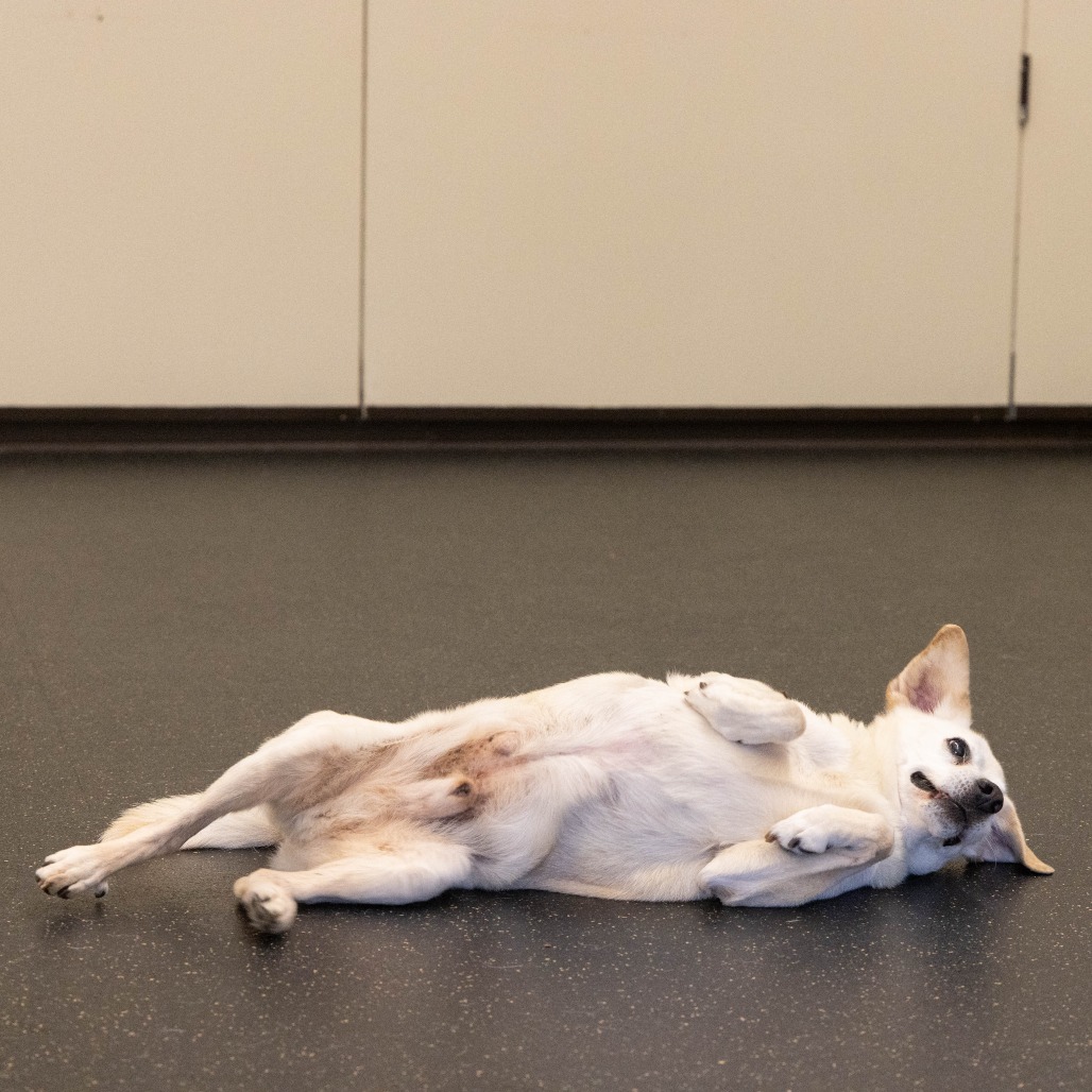 Bagel, additional photo