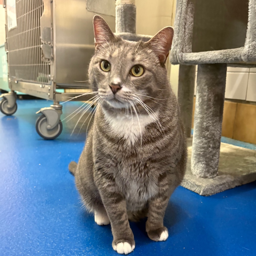 RIVER - Domestic Shorthair available for adoption