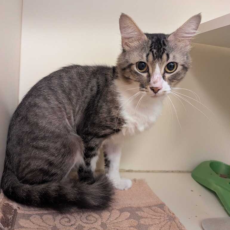 GROOT - Domestic Shorthair available for adoption