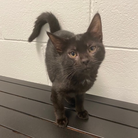 VANNA - Domestic Shorthair available for adoption