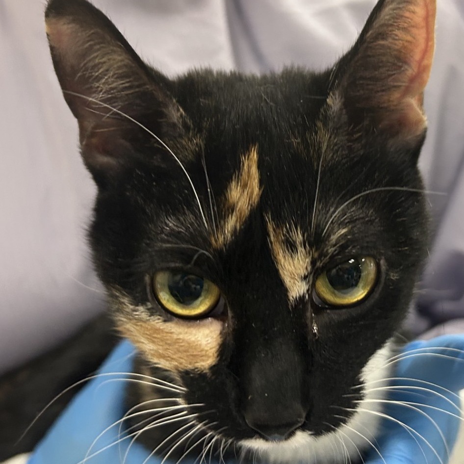 Harley — thumbnail 2