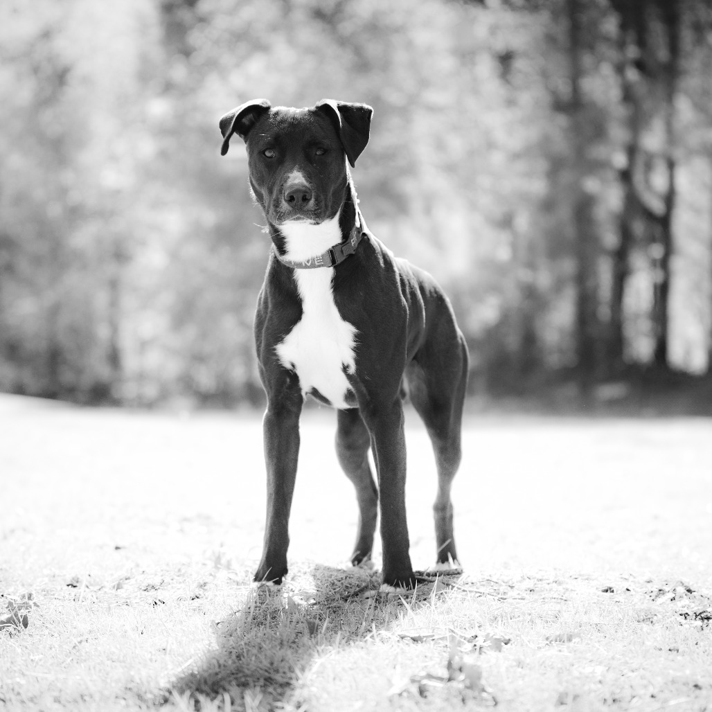Rambo, photo 21
