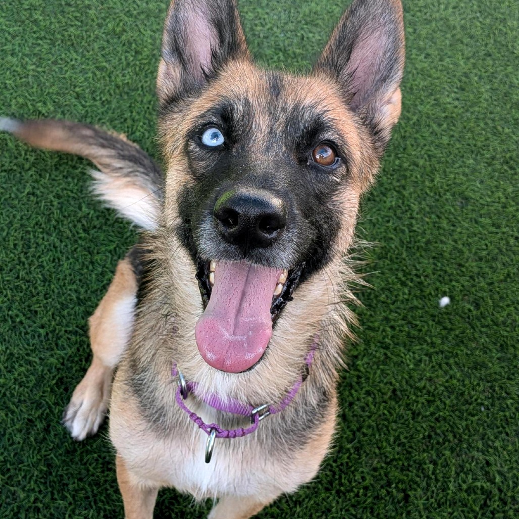 ADELAIDE - Shepherd, German / Husky available for adoption