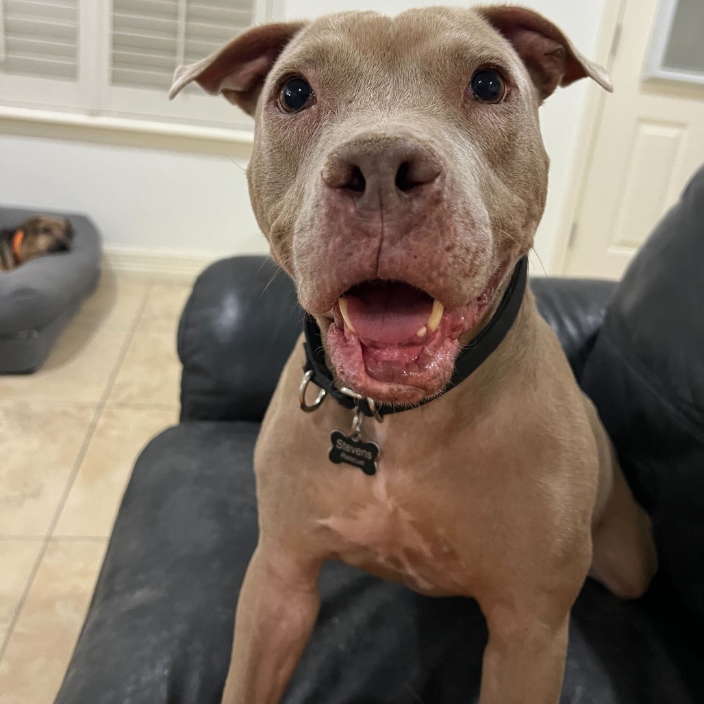 BUDDY STEVENS - Terrier / Pit Bull available for adoption