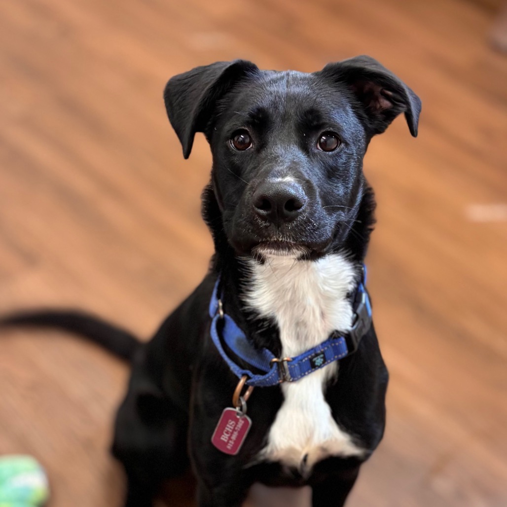 Brown County Humane Society | Available Dogs at the Brown County
