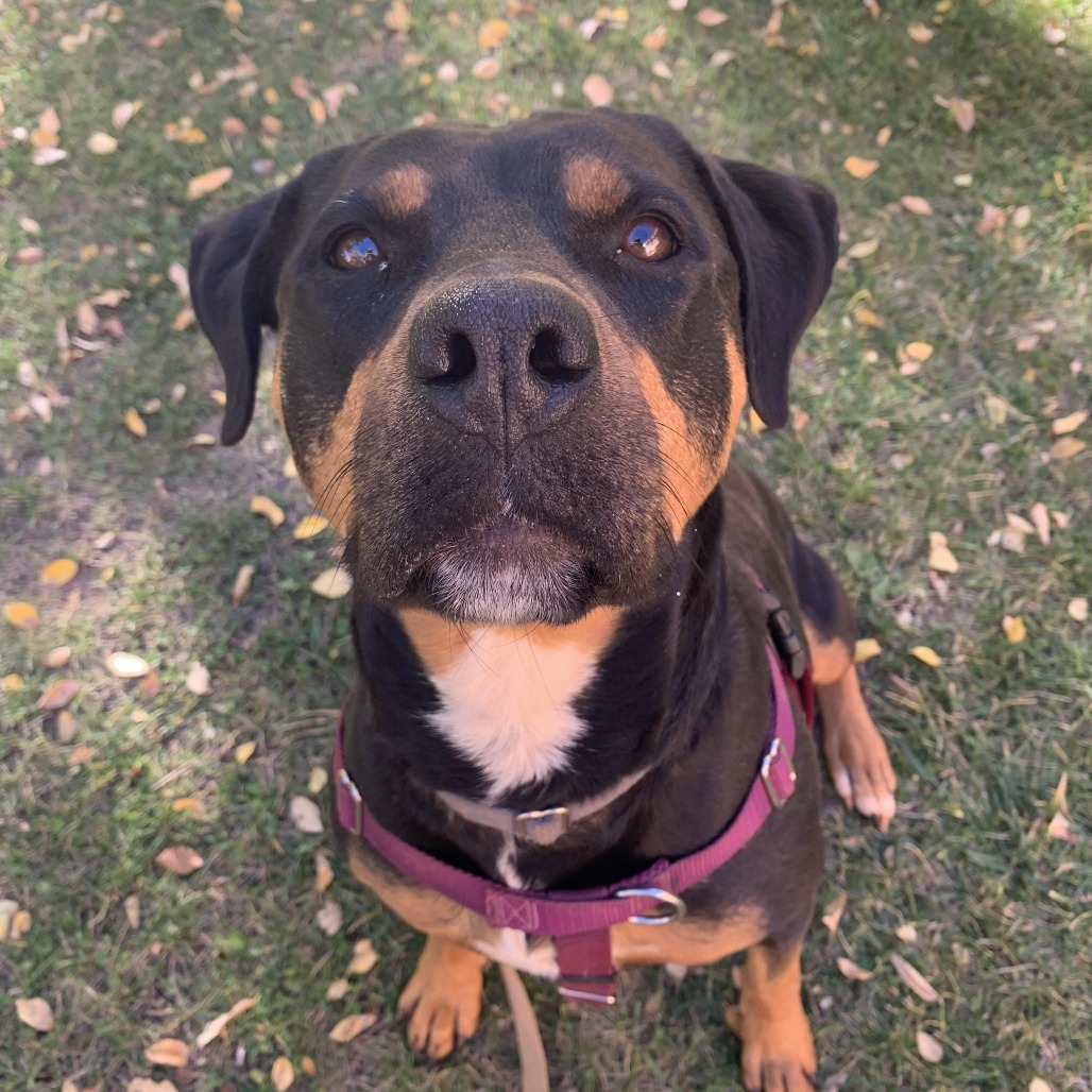 Licorice, photo 19