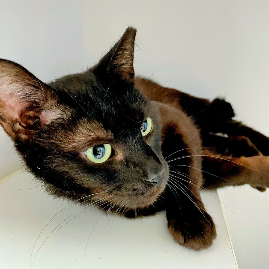 Ebon — thumbnail 5