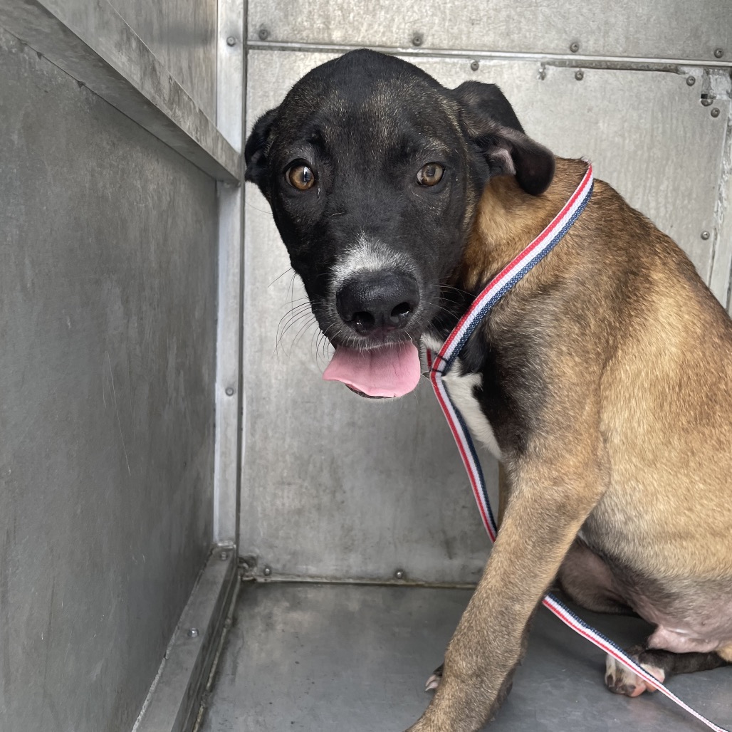 GIBSON - Shepherd available for adoption