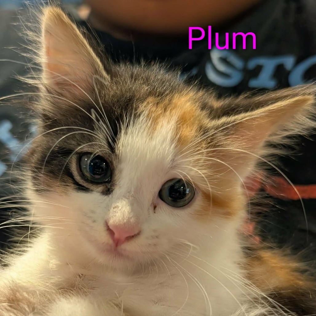 PLUM - Domestic Shorthair available for adoption