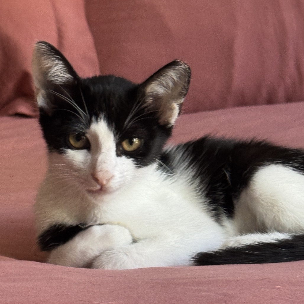 Pookie, photo 3