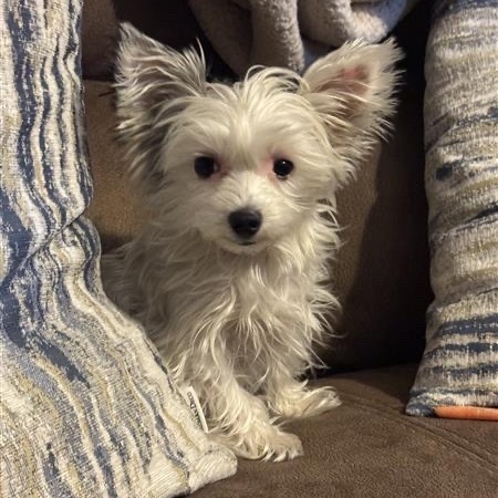 Lil Bit: Female 16 Terrier, Yorkshire, Yorkie