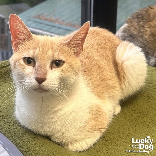 RUNNING SHOES - Domestic Shorthair available for adoption