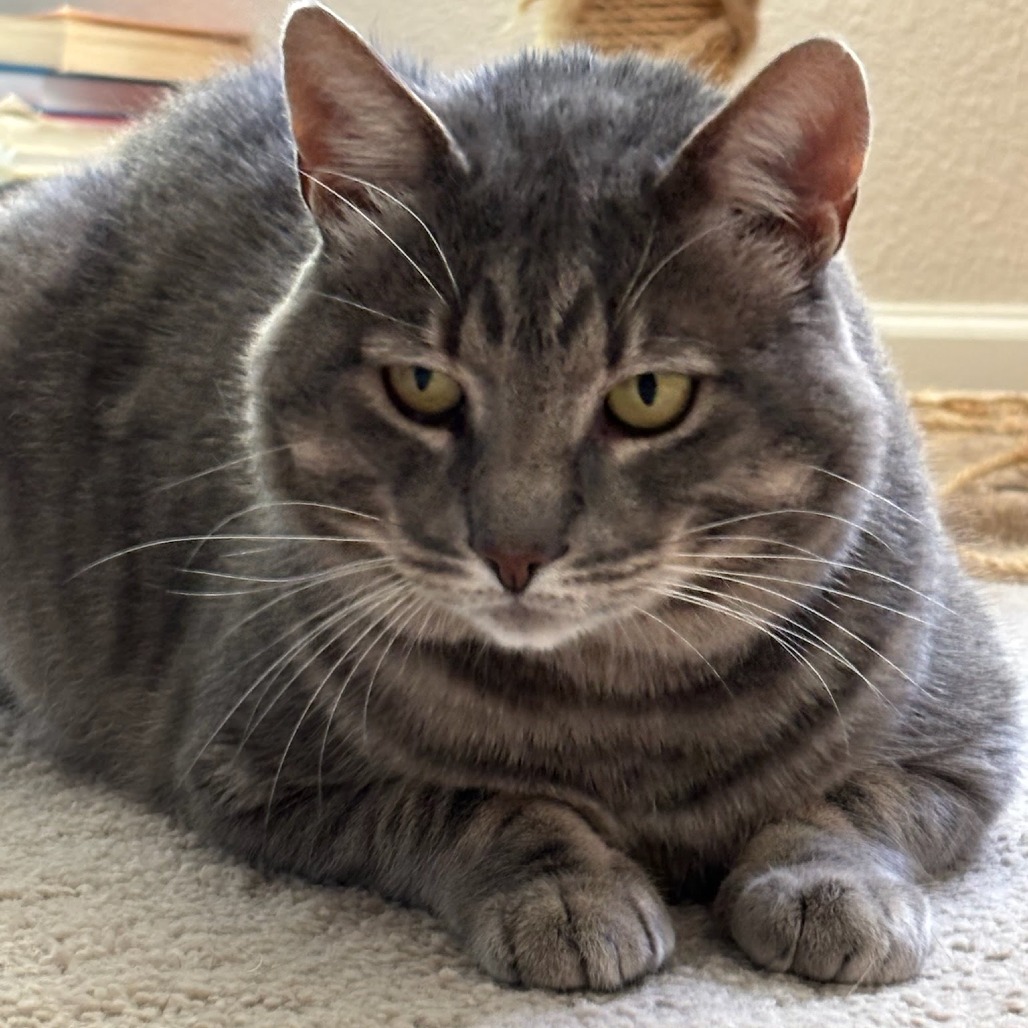 Animal namedThomasino