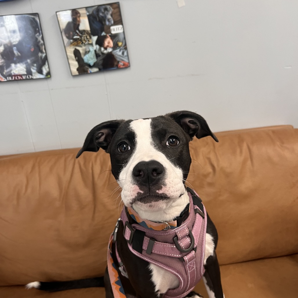 Lily Mae