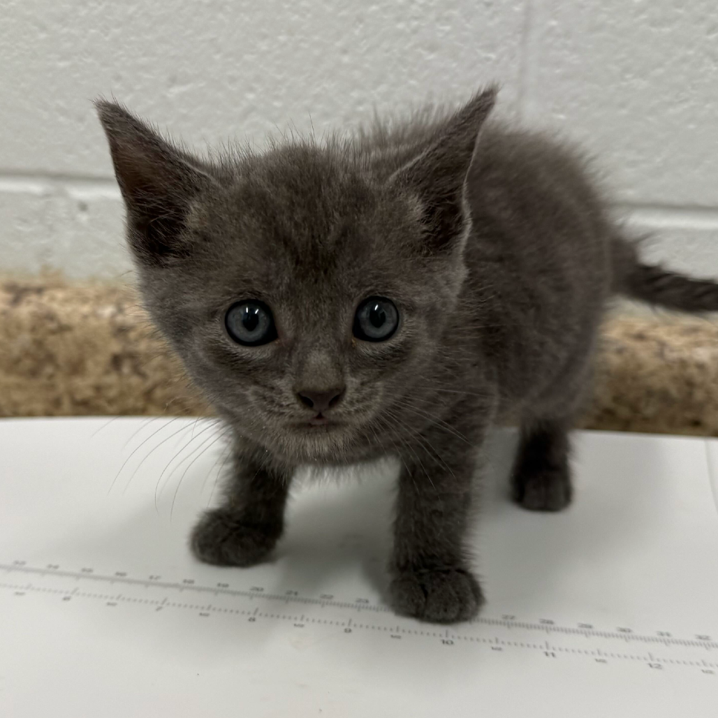 DANA ORANGE - Domestic Shorthair available for adoption