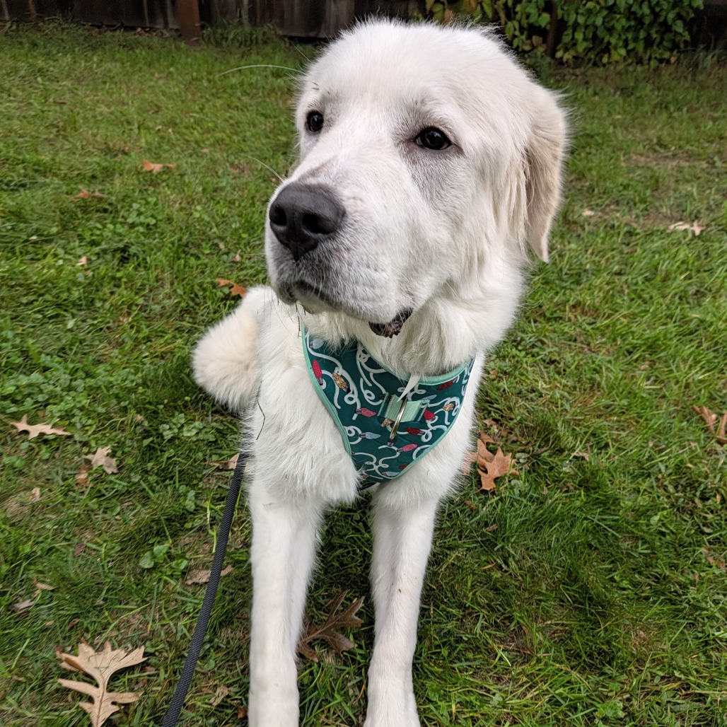 Olaf
