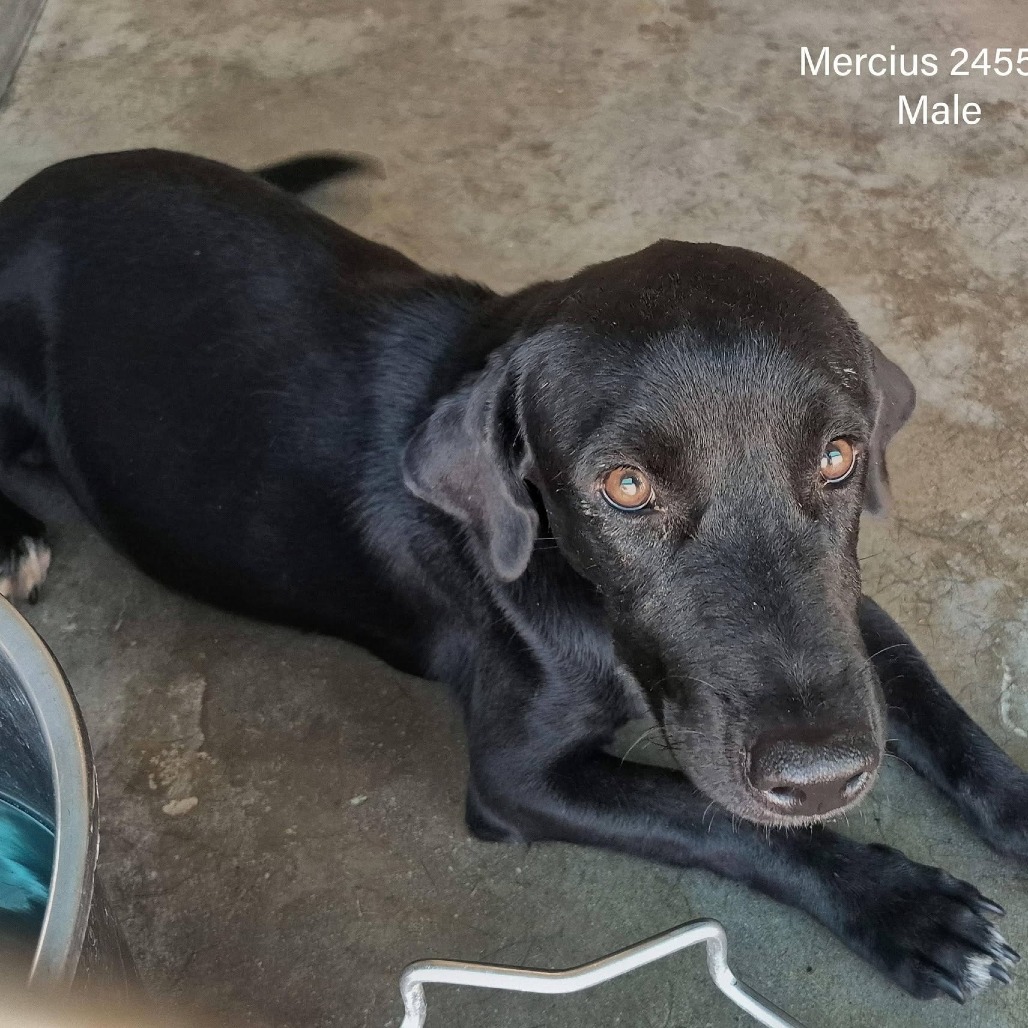 MERCIUS - Shepherd / Dachshund, Standard Smooth Haired available for adoption