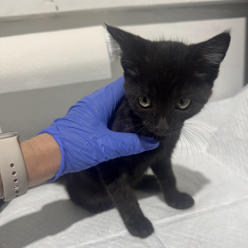 Dakota - Domestic Shorthair