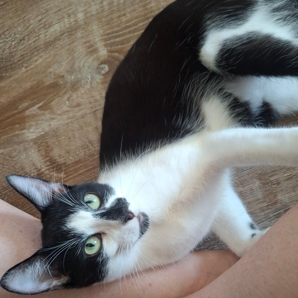 Persy (aka Persnickety), photo 4